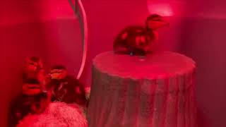 Mottled Ducklings Get Playful!