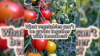 What vegetables can’t be grown together with tomatoes?