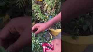 Green chilli cultivation in my rooftop garden /how to grow more chilli /#shorts #funnyreels