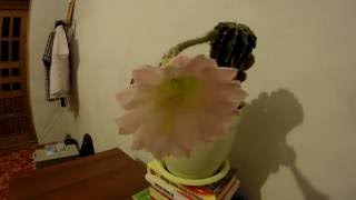 Таймлапс с цветком кактуса. Taymlaps a cactus flower.