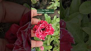 buy adenium plant from plant nursery kolkata all india home delivery