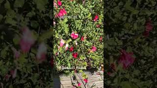 Salvia ‘Hot Lips’ Slomo via TikTok