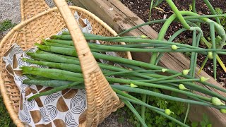 Making Onion scape pesto