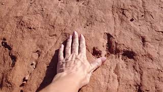 Dinosaur Tracks for Lesha