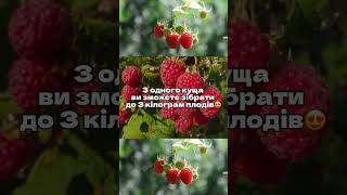 #посадкамалини#розсадник #ягодиукраїна#ягоднийсезон #малина #agrolanding #саджанціукраїна #посадка