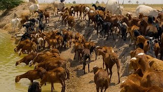 Herd of Red sheep rushing to drink water