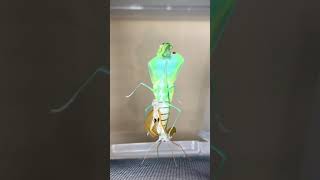 EXTREME Molting and shedding of a Cobra Mantis Exoskeleton #shorts #insect #mantis #fyp #tiktok