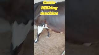 cattle milking machine #shorts #agriculture