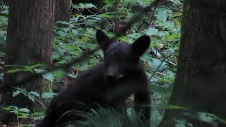 American Black Bear and Her 2 Cute Cubs