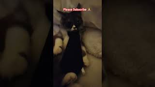 Plz #fun #cat #cats #catlover #animals #shortvideo #shorts #shortsfeed #explore #funny #funnyshorts