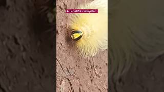 a beautiful caterpillar #nature #bugs #funny #short #shorts