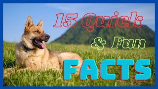 15 Fun and Fast Facts about German Shepherd.  Do You Know Them All?