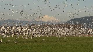 Snow Geese and Mount Baker on Fir Island, Washington State (volume warning)