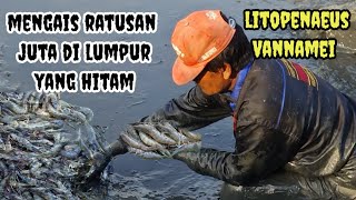 mengais ratusan juta di lumpur yang hitam,,panen udang Vanamei yang melimpah