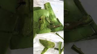 Extracting Aloevera Gel #shorts #shortsbeta #shortsfeed #aloeveragel