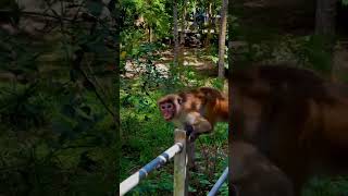 Monkey#youtubeshorts #monkey #shorts #shortsvideo #shortsfeed