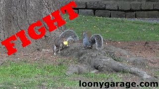 Squirrel Fight