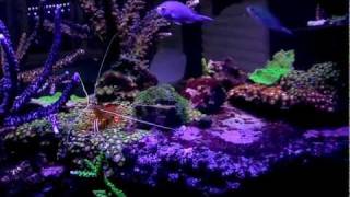 feeding reef tank mysis shrimp.m2ts