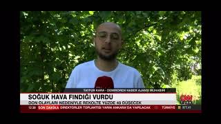 Fındığı ‘don’ vurdu! Rekolte yüzde 40 düşük bekleniyor | CNN Türk canlı yayın