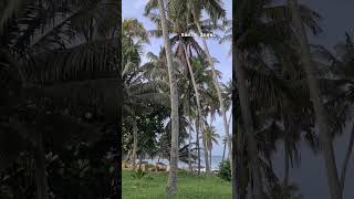 Dondra Head, Matara,  Sri Lanka