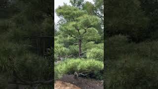 Pinus densiflora 'Golden Ghost' Variegated Japanese Red Pine Tree