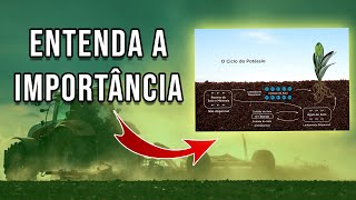 POTÁSSIO: IMPORTÂNCIA PARA A PLANTA E FORMA DE ABSORÇÃO