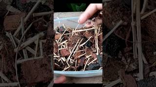 Anthurium Soil Mix to Grow Healthy Anthurium Plant (Potting Mix Without Sphagnum moss)