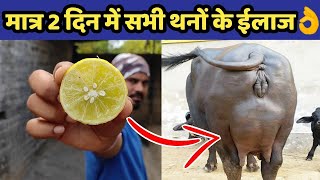 गाय/भैंस का दूध कम आना, छेछडे़ आने का देसी ईलाज|Bhains ka doodh|How to increase cow/buffalo milk