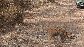 Tiger with her cub comes to greet the tourists -Tadoba March 2023