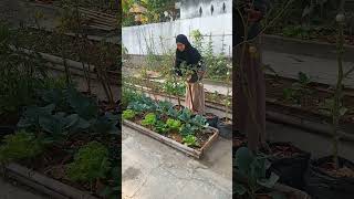 Kebun impian di halaman rumah#kebun organik