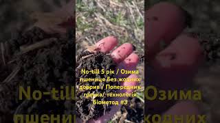 No-till 5 рік / Озима пшениця Без жодних добрив / Попередник гречка/ технологія Біометод #3