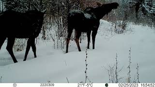 Winter Moose 1 2023