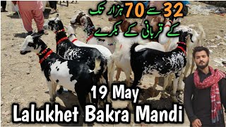 19 May. Lalukhet Bakra Mandi Latest update. Qurbani K Colourful Bakray. Orangi liyari malir northern