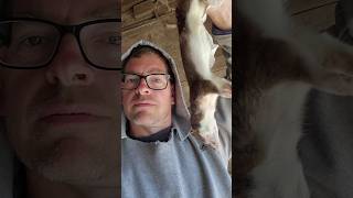 This THING Killed Our Meat Chicks | Threat Removed #farmlife #shorts #homesteading #diy #weasel #sad