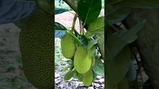 Jackfruit farming ￼#viralvideo #viralshorts #shorts #short