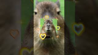 капибара #тихий55 #capybara #рекоминдации #капибара