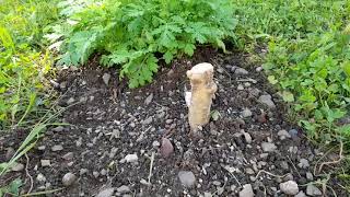 ☯ Neues aus dem Garten Juli 2021 ☯ Teil 4  (Katoffeln)  (Gurken)  (Salat) USW 🥔 🥔 🥔 🌿🌿