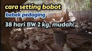 cara setting bobot bebek pedaging