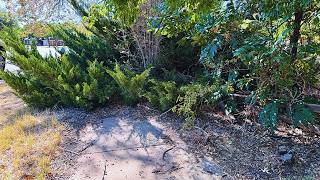 Neighborhood HASN'T SEEN this Sidewalk in YEARS!