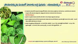 Soybean. Spodoptera management l సోయాచిక్కుడు పంటలో పొగాకు లద్దె పురుగు - యాజమాన్యం