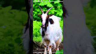 Goat | Animals #shorts #wildlife #goat