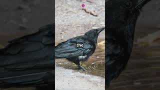 The Thirsty Crow: A Clever Tale #shorts #story #crow #feelgood #lesson #nevergiveup #resilience