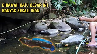 REZEKI TAK TERDUGA.!! mancing di tempat bersarangnya ikan wader dan channa limbata JUMBO