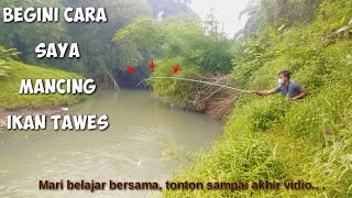 Teknik pecut mancing ikan tawes,beles,bader || cobalah cara ini.