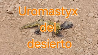 Uromastyx, comúnmente conocido como lagartos de cola espinosa.