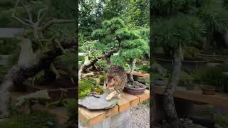 #cat #greenplants #assam #northeast #viral #bonsai