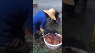 Amazing Rural Fishing Video 🐟 Best Asian Fishing Technique 🐟 #shorts