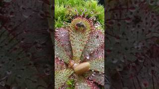 Bug eating Plant #bug #bugs #plant #planting #planting #viral #video #tranding #shorts #amazing #wow