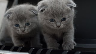 Cats and Their Fascinating Reaction to Tick-Tock Tumblers