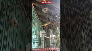 Suara burung kenari gacor #burungkenari #kicaumania #kenarigacor #shorts #like #subscribe #viral